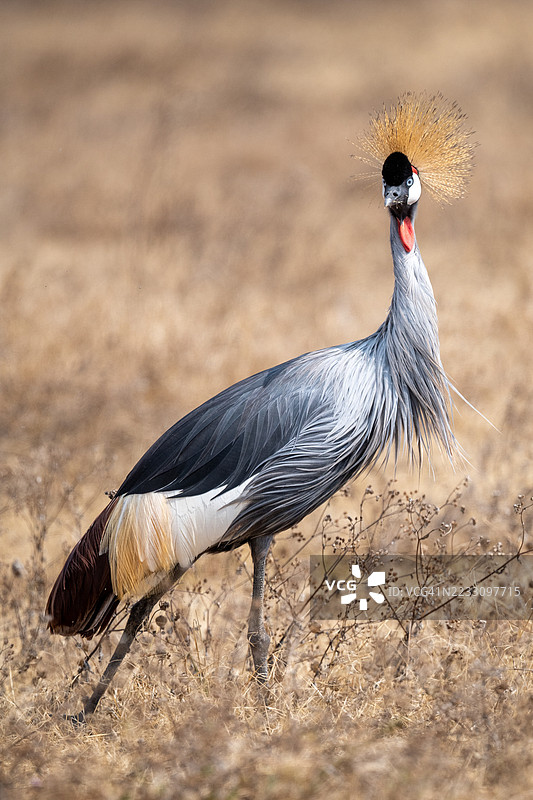 美丽的灰冠鹤在坦桑尼亚塞伦盖蒂国家公园系列图片素材