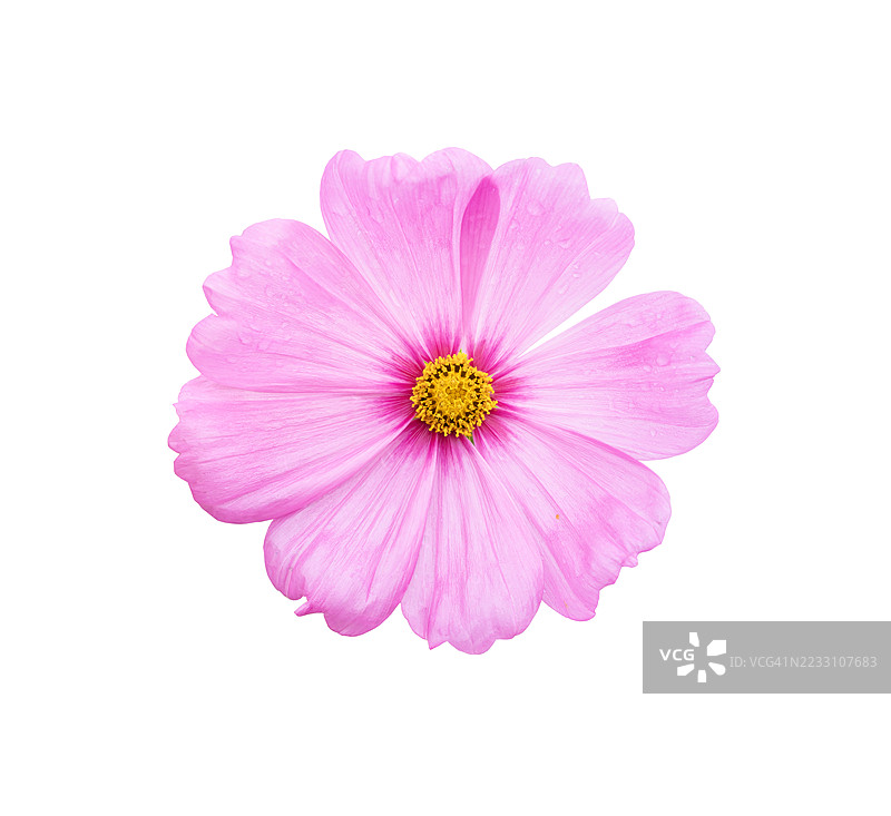 精致的粉色宇宙花特写，背景为白色，保存剪切路径。图片素材
