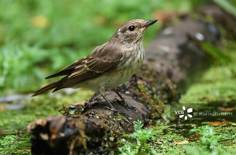 一只幼年的斑点鹟（Muscicapa striata）栖息在林间小池塘的一根木头上喝水。图片素材
