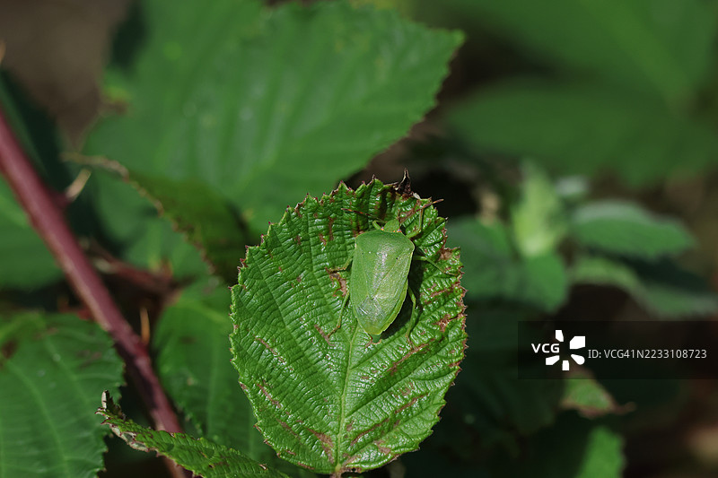 一只罕见的南方绿盾虫（Nezara viridula）栖息在黑莓灌木的叶子上。图片素材