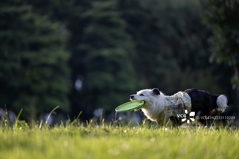 边境牧羊犬正在玩飞盘。图片素材