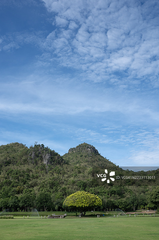 一棵树位于草地中央图片素材