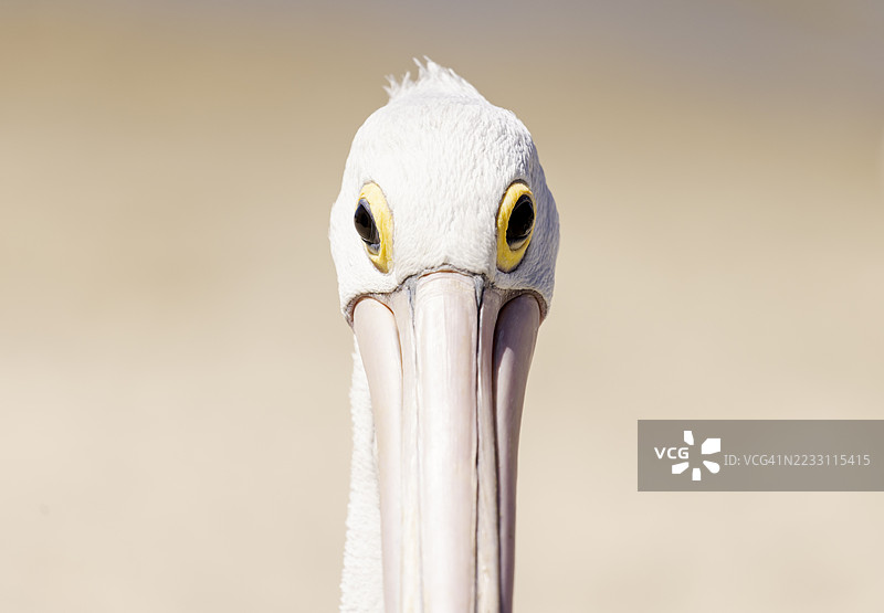 鹈鹕特写，凝视着镜头图片素材