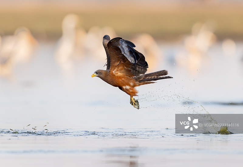 黄嘴鸢在博茨瓦纳的奥卡万戈三角洲用爪子抓着一条鱼图片素材