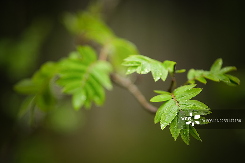 春季树叶特写图片素材