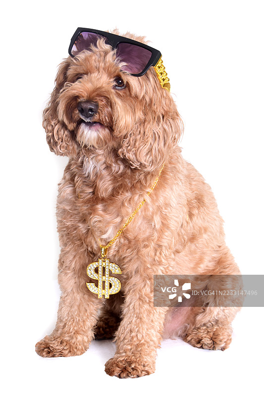 酷炫的卡瓦普小狗图片素材