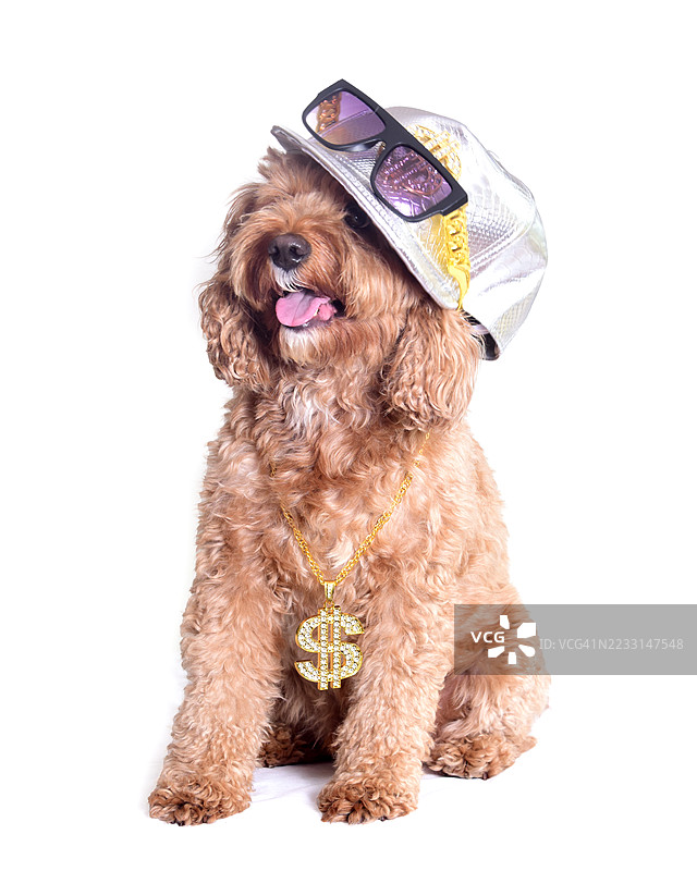 水手卡瓦普犬小狗图片素材