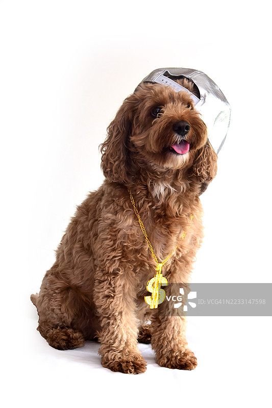 酷炫的卡瓦普小狗图片素材