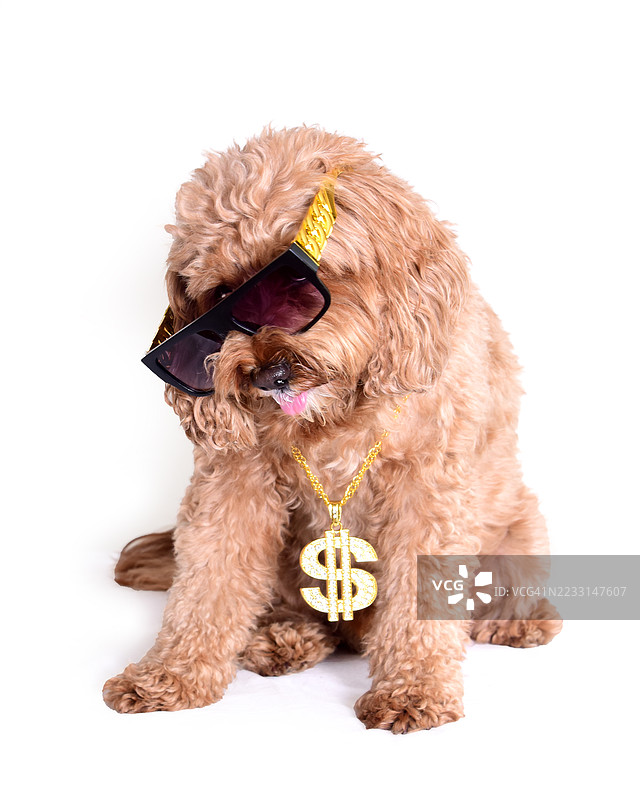 酷炫的卡瓦普小狗图片素材