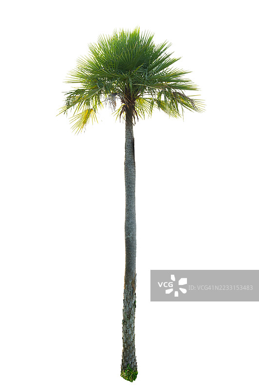 亚洲棕榈树孤立在白色背景上图片素材