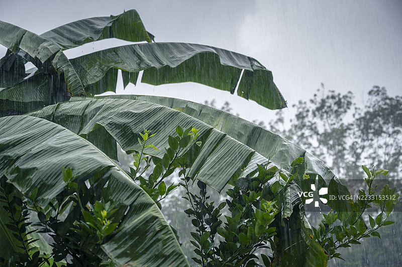 雨季中的香蕉叶和热带植物。新鲜的香蕉叶和热带植物在雨季的暴雨中，象征着自然、新鲜和热带气候。图片素材