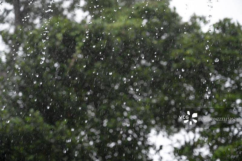 雨季的叶子和热带植物。在雨季的暴雨中，新鲜的叶子和热带植物，象征着自然、新鲜和热带气候。图片素材