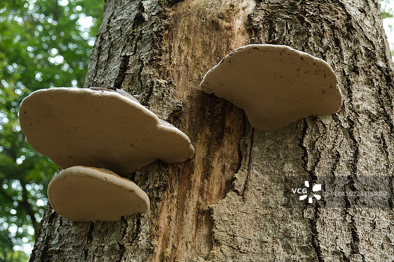 山毛榉树干上的蘑菇图片素材