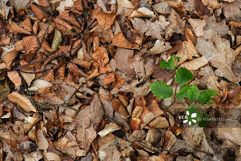 地面上覆盖着干枯落叶，一棵小小的山毛榉树苗图片素材