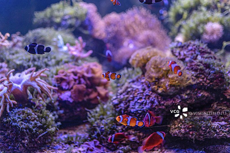 泰国安达曼海的鱼类和珊瑚特写图片素材