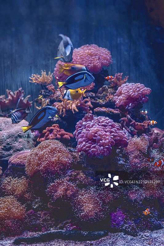 泰国安达曼海的鱼类和珊瑚特写图片素材