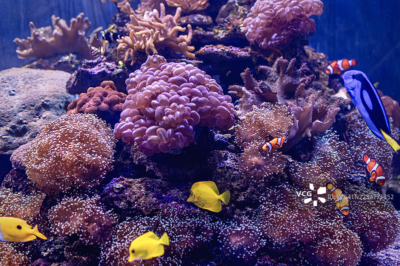 泰国安达曼海的鱼类和珊瑚特写图片素材