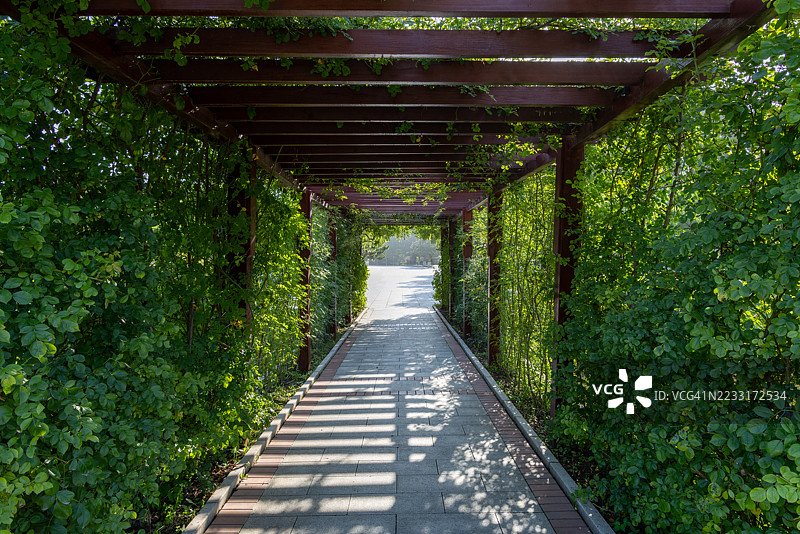 夏季时节，中国庭院中由藤本植物构建的绿色走廊。图片素材