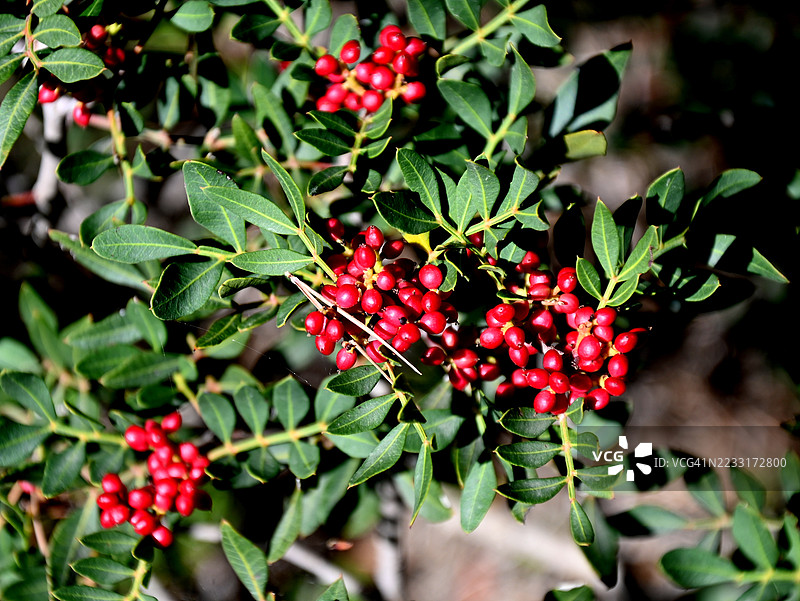 桃金娘（Myrtus Communis）成熟的浆果图片素材