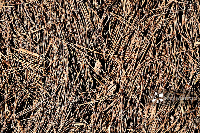 西班牙瓦伦西亚塞拉镇波塔塞利松树林中的干枯的细叶松针图片素材