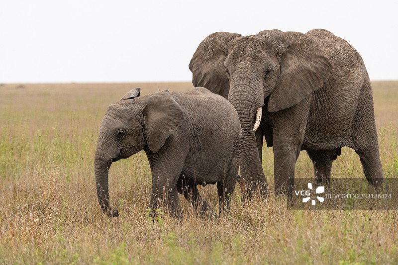 非洲草原象家庭，坦桑尼亚塞伦盖蒂国家公园野生动物园图片素材