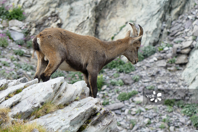法国梅尔坎图尔公园的一只山羊图片素材