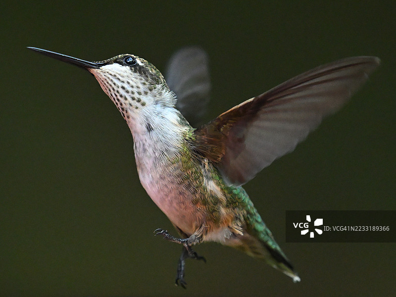 悬停在空中的蜂鸟，仰望天空图片素材