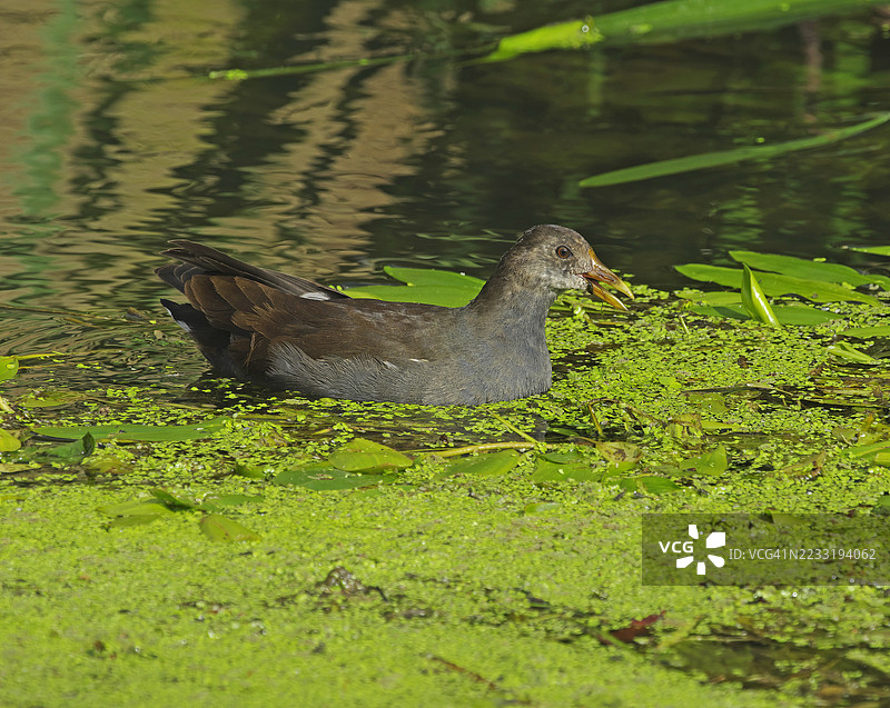 幼年黑水鸡 (Gallinula chloropus)图片素材