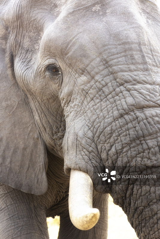 大象特写，正盯着镜头，露出部分头部、一只眼睛、一只耳朵和一根象牙。图片素材