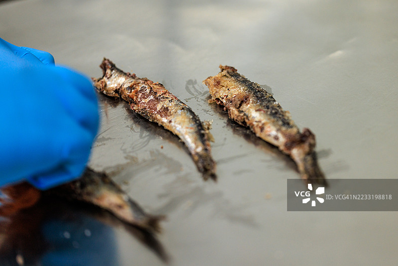 清洗盐腌凤尾鱼的特写镜头图片素材