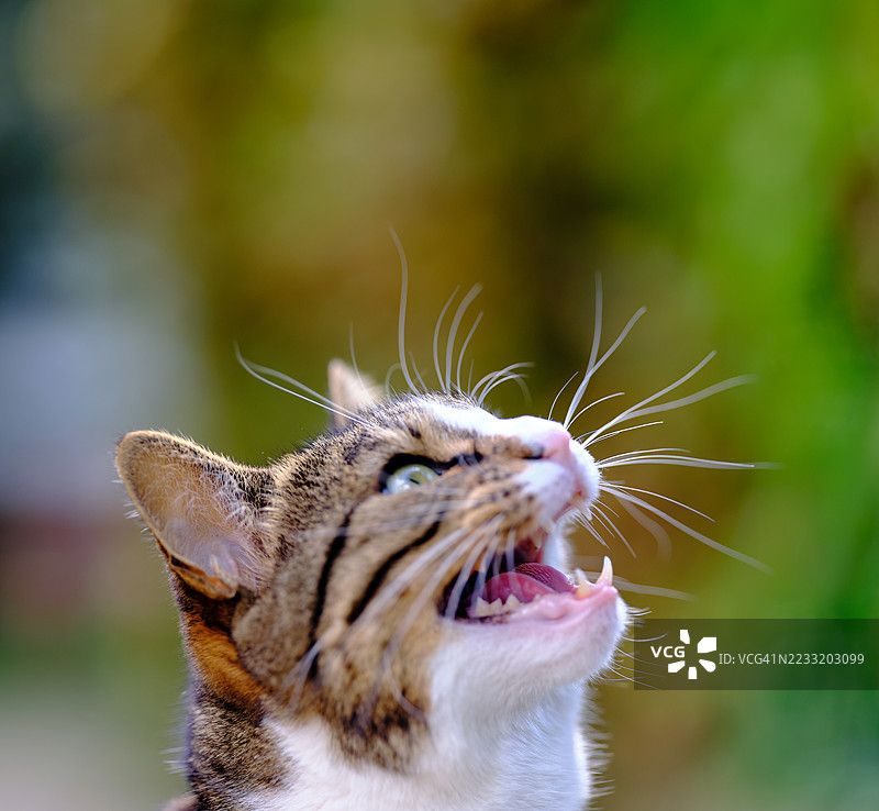 准备攻击猎物的猫图片素材