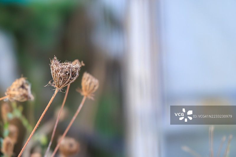 秋季干燥的野花与抽象柔和的背景图片素材