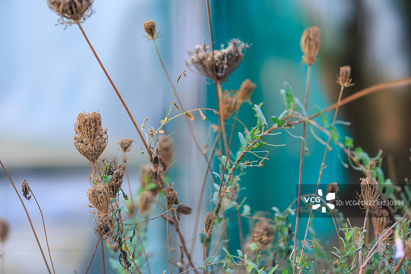 干燥的草地花朵营造出乡村自然质感图片素材