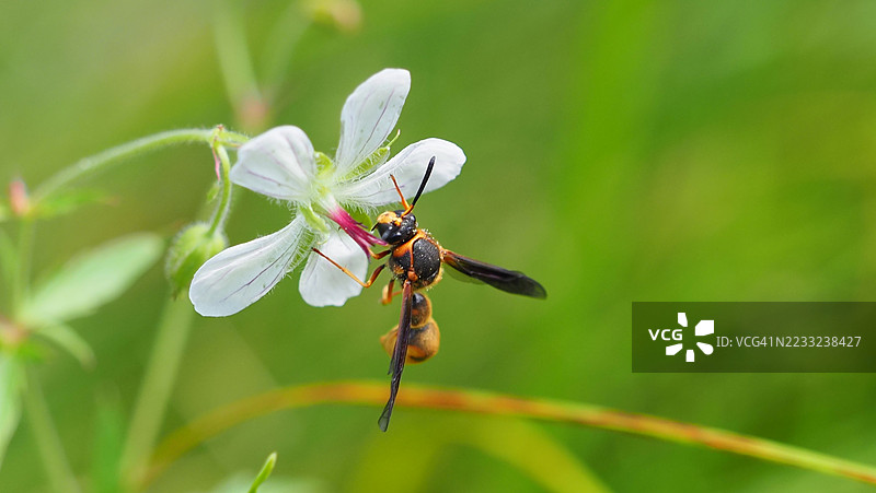 在飞舞的黄蜂图片素材