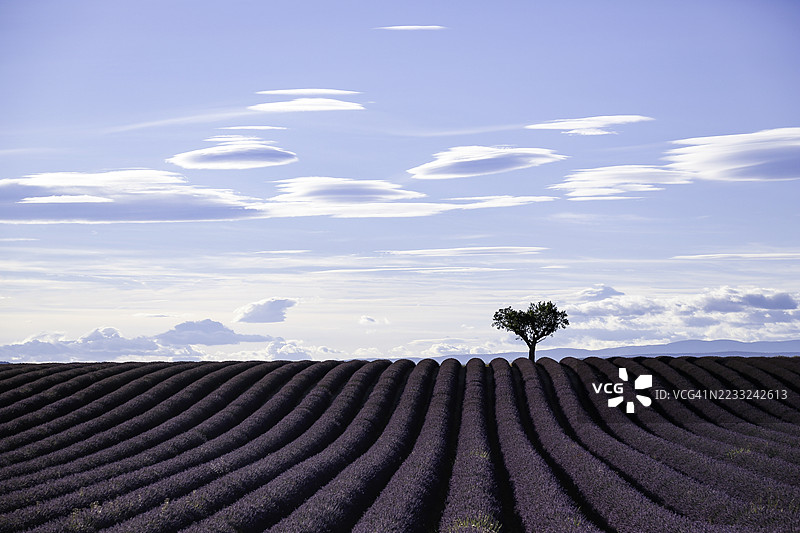 孤独的树木矗立在广阔的薰衣草田中，映衬着明亮的蓝天图片素材