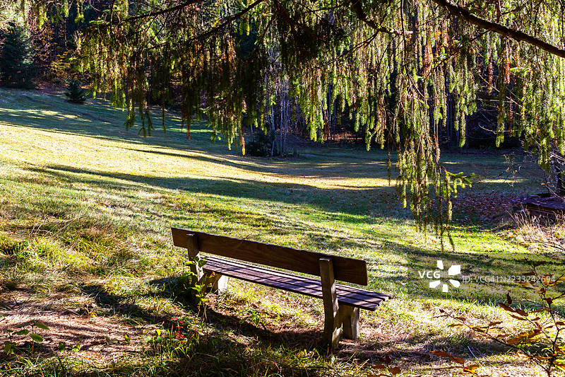 森林中的草地长椅图片素材