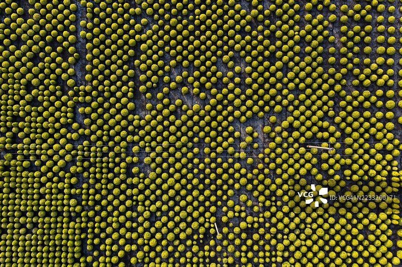 灌木的高角度视图图片素材