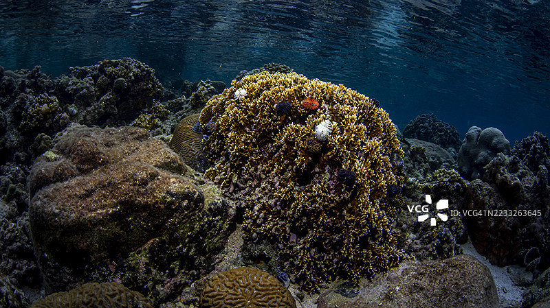 圣诞树虫。图片素材