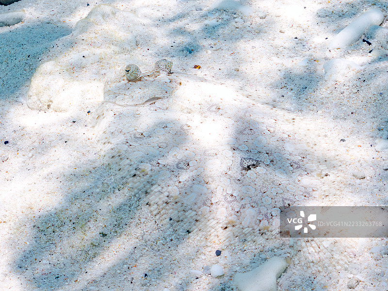 豹鲽,斑点鲽。热带鱼群。美丽的珊瑚礁和游泳的人们。Gahi岛,座间味岛,慶良間群岛,岛尻郡,冲绳,日本 - 2025年6月29日图片素材