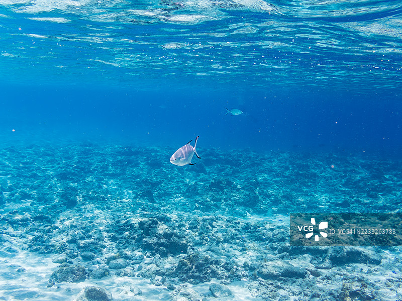 美丽的小斑点飞鱼，Trachinotus baillonii，栖息在美丽的白色沙滩上。半水面摄影。一群热带鱼。美丽的珊瑚礁和游泳的人们。Gahi岛，座间味岛，庆良间群岛，岛尻郡，冲绳 - 2025图片素材