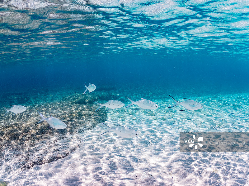 美丽的小斑点飞鱼,Trachinotus baillonii,栖息在美丽的白色沙滩上。半水面摄影。一群热带鱼。美丽的珊瑚礁和游泳的人们。Gahi岛,座间味岛,慶良間群岛,岛尻郡,冲绳 - 2025图片素材
