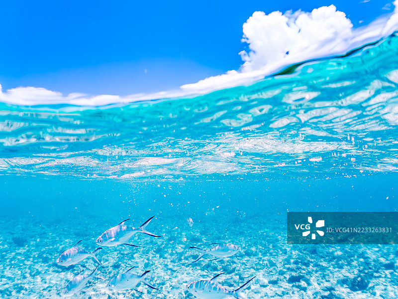 美丽的小斑点飞鱼，Trachinotus baillonii，栖息在美丽的白色沙滩上。半水面摄影。一群热带鱼。美丽的珊瑚礁和游泳的人们。Gahi岛，座间味岛，慶良間群岛，岛尻郡，冲绳 - 2025图片素材