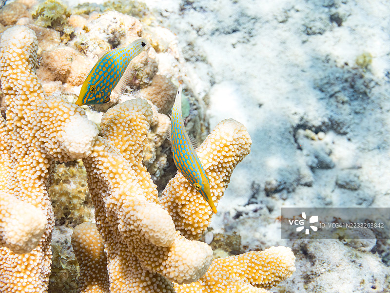 可爱的哈雷昆斑点鱼，橙点斑点鱼（Oxymonacanthus longirostris）和其他美丽的珊瑚礁。热带鱼群。美丽的珊瑚礁和游泳的人们。Gahi岛，座间味岛，慶良間群岛，岛尻郡，2025年图片素材