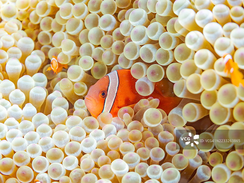 可爱的番茄小丑鱼(Amphiprion frenatus)与美丽的海葵及其他生物在奇妙的珊瑚礁中。热带鱼群。美丽的珊瑚礁和游泳的人们。Gahi岛,座间味岛,庆良间群岛,岛尻郡,2025年。图片素材
