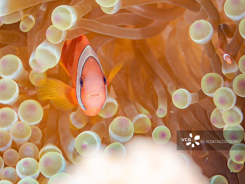 可爱的番茄小丑鱼（Amphiprion frenatus）和美丽的海葵以及其他生物在奇妙的珊瑚礁中。一群热带鱼。美丽的珊瑚礁和游泳的人们。Gahi岛，座间味岛，庆良间群岛，岛尻郡，2025年。图片素材