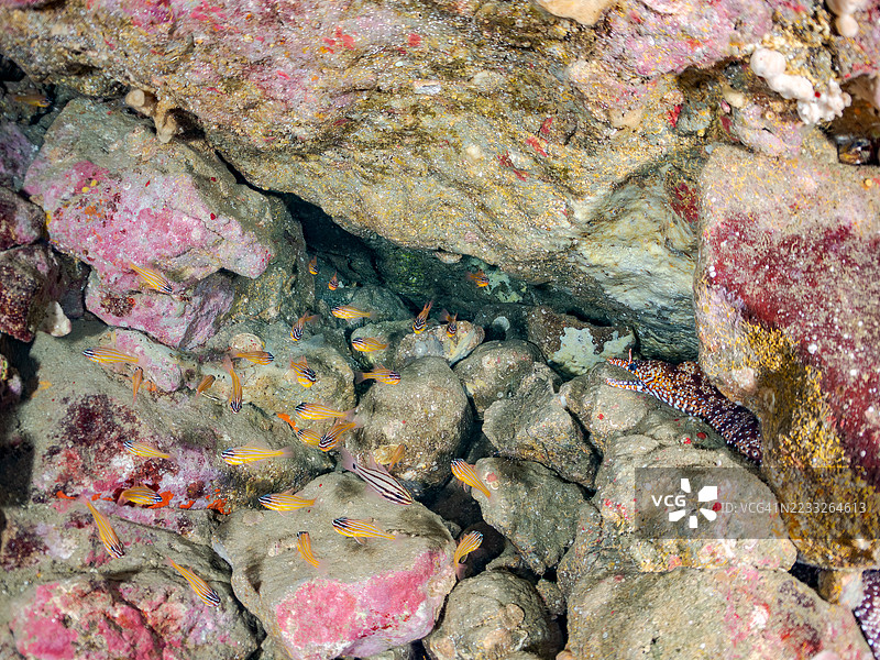 南方橙线红雀鱼（Ostorhinchus properuptus）、龙鳗（Enchelycore pardalis）等鱼群。位于日本静冈县伊豆半岛南伊豆的中木港 Hirizo 海滩。- 2025年7月12日。图片素材