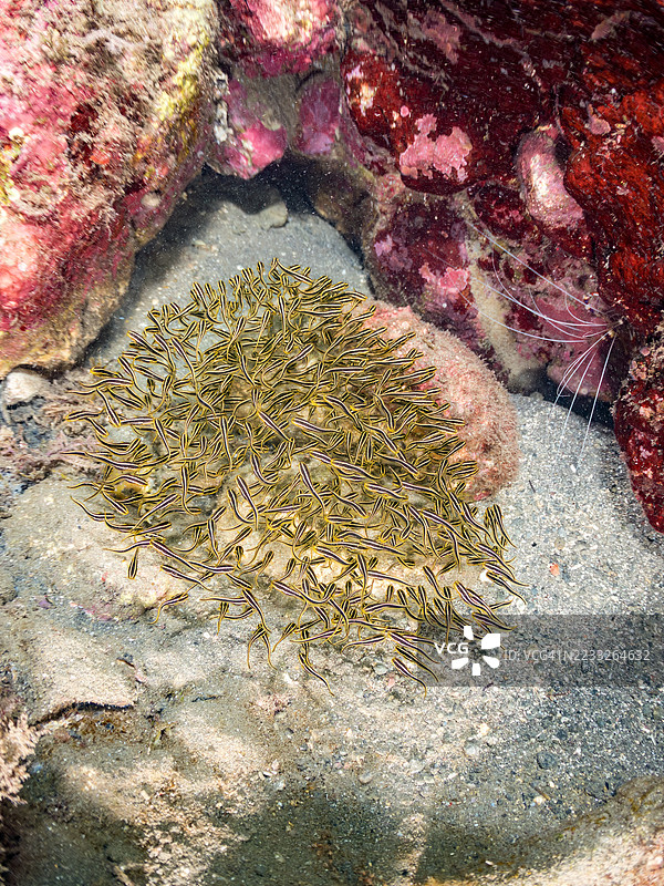 条纹鳗鲶，巴别鳗，日本斑点鳗，幼鱼群。带状珊瑚虾，条纹虾，刺虾。以及其他鱼群。平藏海滩，中木港，南伊豆，伊豆半岛，静冈县，日本。- 2025年7月12日。图片素材