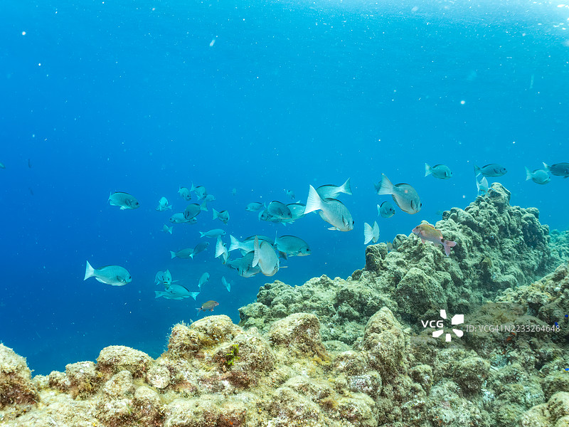 大型黑鱼,斑点鱼,白鞍羊鱼,毛鳍羊鱼。白斑河豚,刺河豚及其他。鱼群。平藏海滩,中木港,南伊豆,伊豆半岛,静冈县,日本。- 2025年7月12日。图片素材