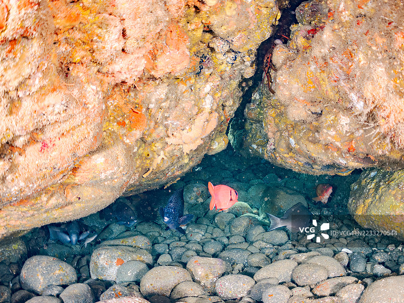 斑点刀鱼，斑点鱼，黑尖石斑鱼，大鳞士兵鱼，大鳞黑鱼，日本刺龙虾等。鱼群。平磯海滩，2025年图片素材