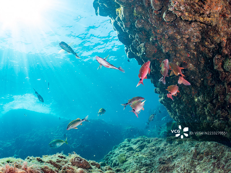 大型黑鱼,斑点鱼,白鞍羊鱼,毛鳍羊鱼。东方蝴蝶鱼,黄鳍蝴蝶鱼鱼群。平藏海滩,中木港,南伊豆,伊豆半岛,静冈县,日本。- 2025年7月13日。图片素材